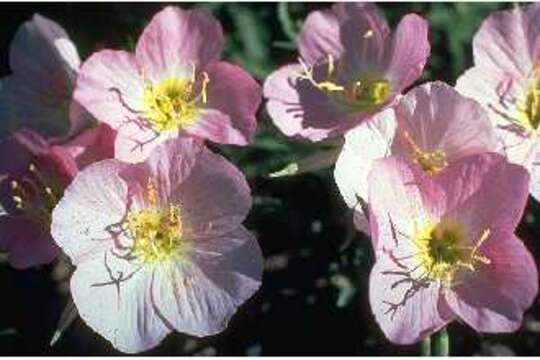 Imagem de Oenothera speciosa Nutt.