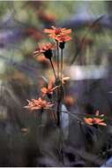 多叶黄菊的圖片