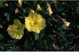 Imagem de Oenothera triloba Nutt.