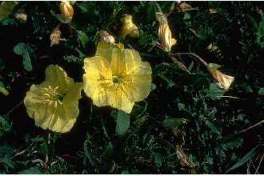 Imagem de Oenothera triloba Nutt.