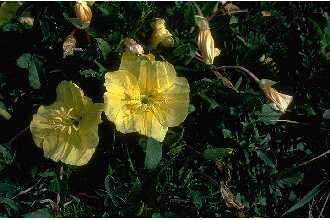 Imagem de Oenothera triloba Nutt.