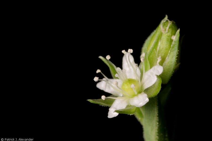 Image of spreading sandwort