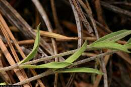 Image of spreading sandwort