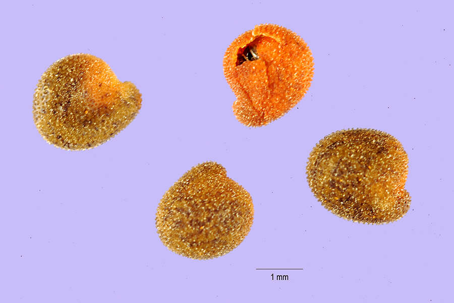 Ononis spinosa subsp. procurrens (Wallr.) Briq.的圖片