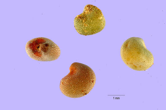 Image of spiny restharrow