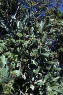 Image of cochineal nopal cactus
