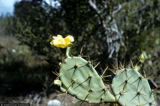 Image of Erect Prickly Pear