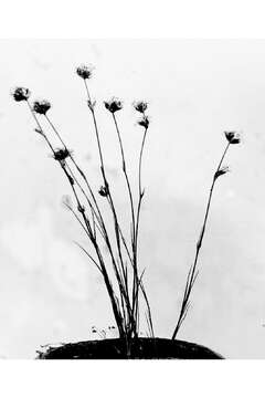 Image of Ballhead Sandwort