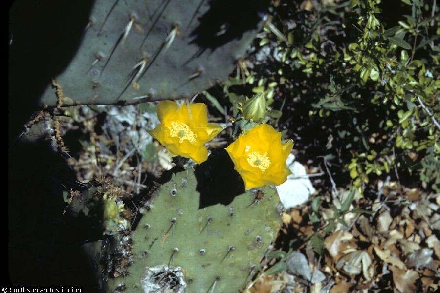 Image of cactus apple