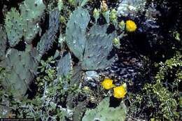 Image of cactus apple