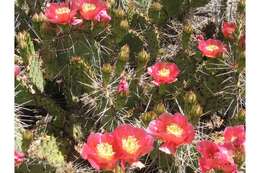 Opuntia polyacantha var. erinacea (Engelm. & J. M. Bigelow) B. D. Parfitt resmi