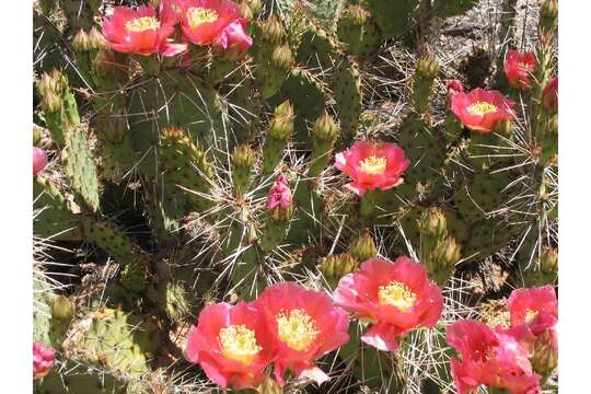 Image of grizzlybear pricklypear