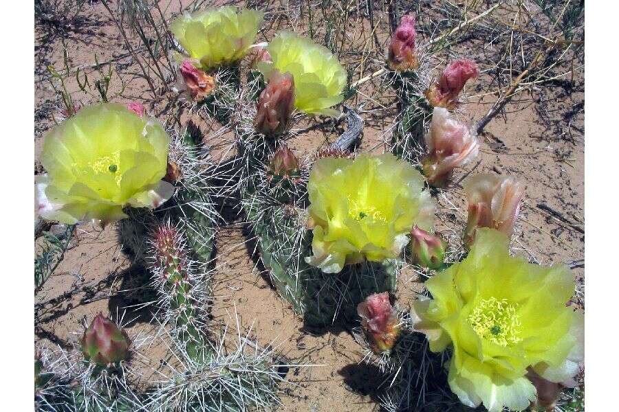 Image of grizzlybear pricklypear