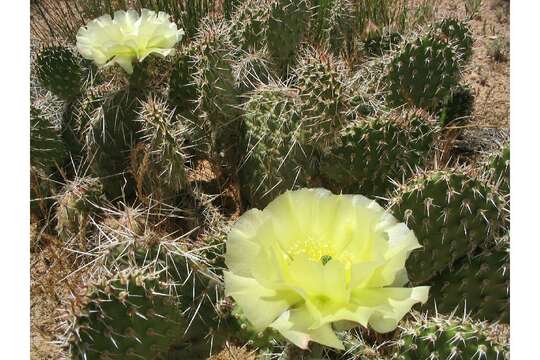 Image of grizzlybear pricklypear