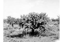 Image de Cylindropuntia fulgida var. fulgida