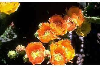 Image of tree cholla