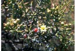 Image de Cylindropuntia leptocaulis (DC.) F. M. Knuth