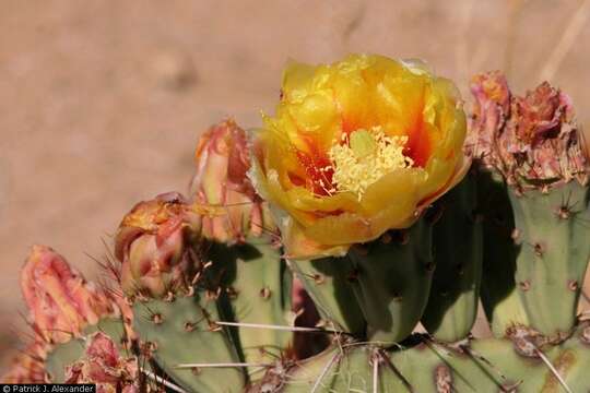 Image of Black-spined pricklypear