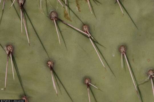 Image of Black-spined pricklypear