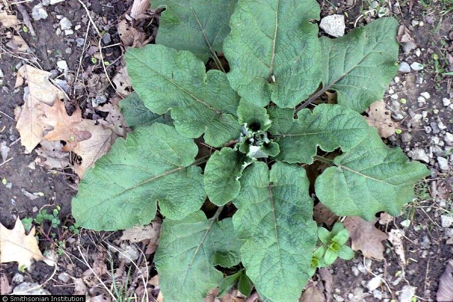 Image of burdock