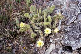 Image of Panhandle Prickly-pear