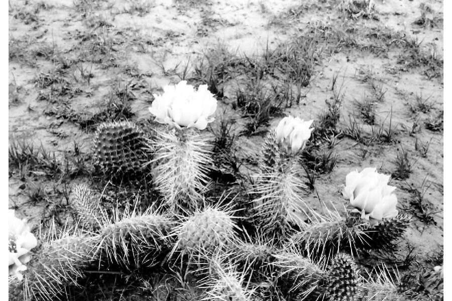 Image of Panhandle Prickly-pear