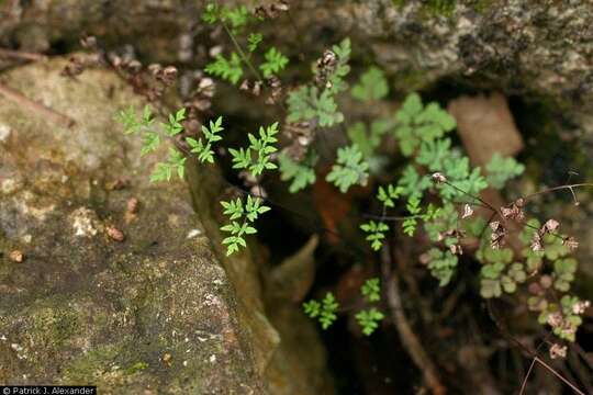 Image of powdery false cloak fern