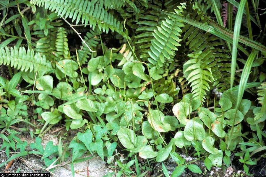 Ophioglossum reticulatum L. resmi