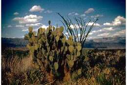 Image of Blind Pricklypear