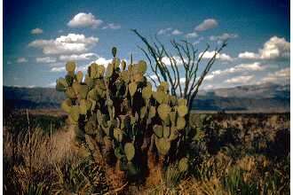 Image of Blind Pricklypear