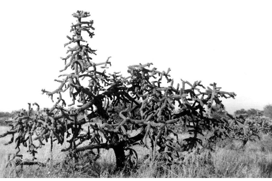 Image of Cane Prickly-pear Cactus