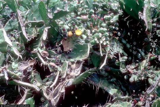 Image of Erect Prickly Pear