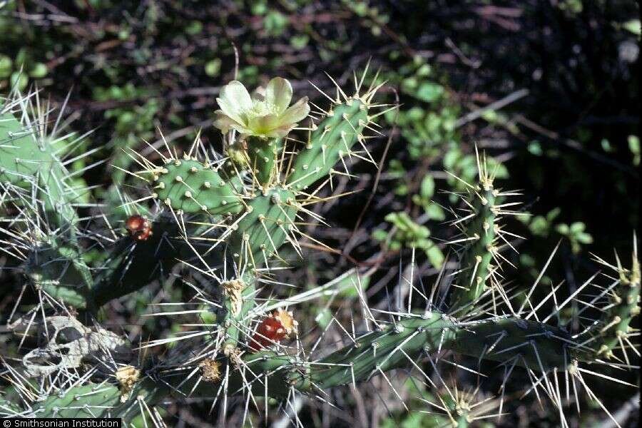 Image of Big Pine Key Prickly-pear