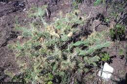 Image of Big Pine Key Prickly-pear