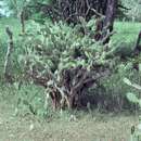 Image of elephantear pricklypear