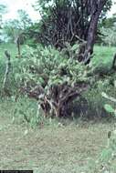 Image of elephantear pricklypear