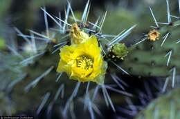 Image of elephantear pricklypear