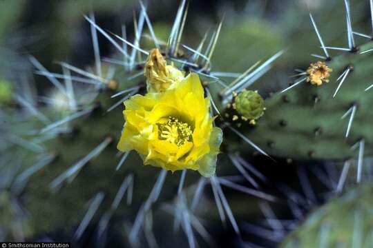 Imagem de Opuntia tuna (L.) Mill.