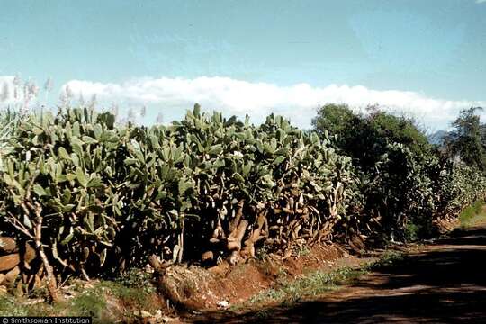 Image of elephantear pricklypear