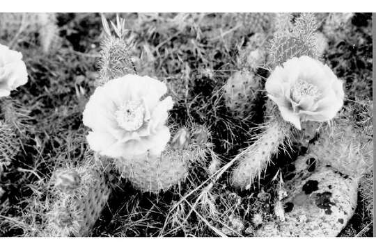 Image of Prickly Pears