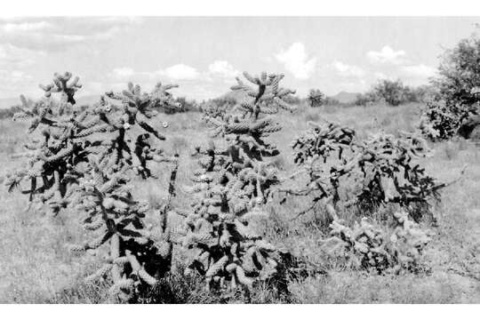 Image of Prickly Pears