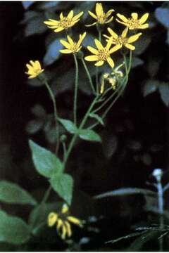 Arnica ovata Greene resmi