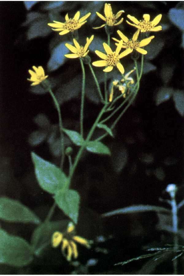 Image de Arnica ovata Greene