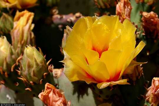 Image of purple pricklypear