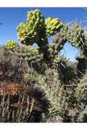 Image of Whipple cholla