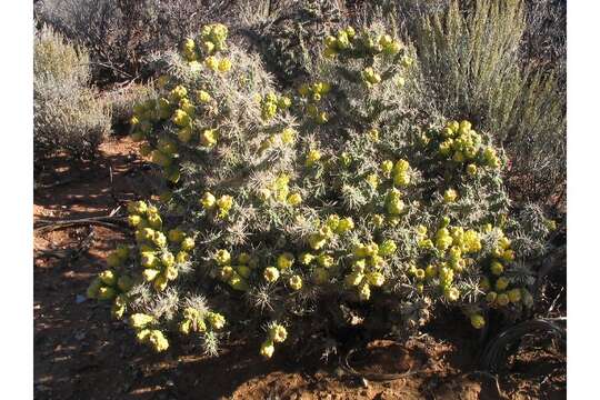 Image of Whipple cholla