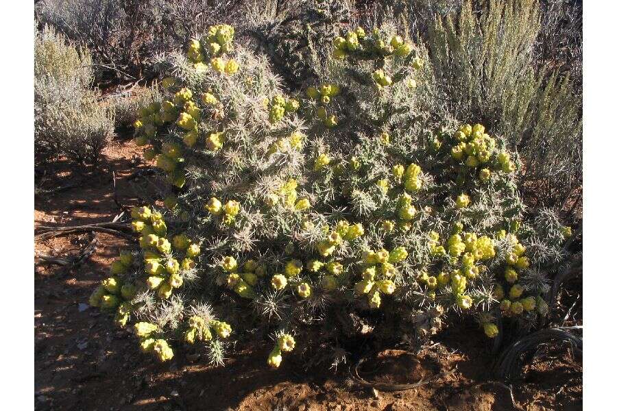 Image de Cylindropuntia whipplei (Engelm. & J. M. Bigelow) F. M. Knuth