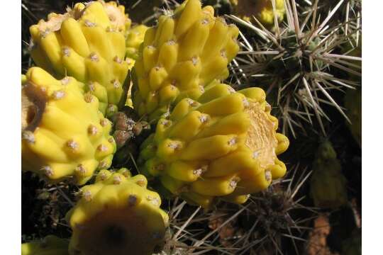 Image de Cylindropuntia whipplei (Engelm. & J. M. Bigelow) F. M. Knuth