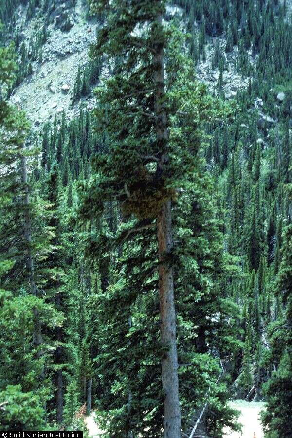 Image of Douglas-fir dwarf mistletoe