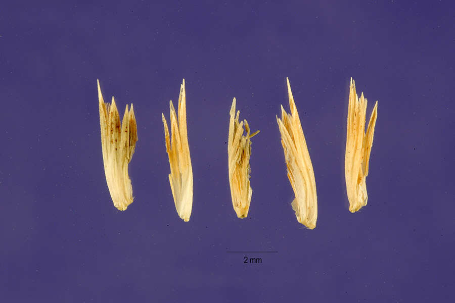 Image of California Orcutt grass